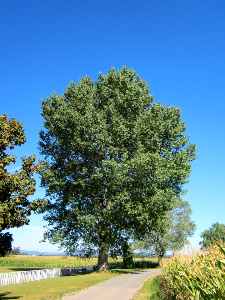 20120818Schwarzpappel_Hockenheim01