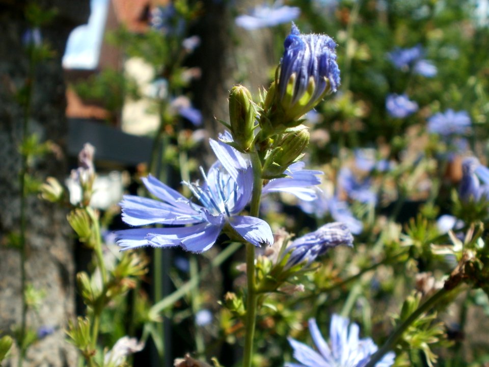 20120703Cichorium_intybus1