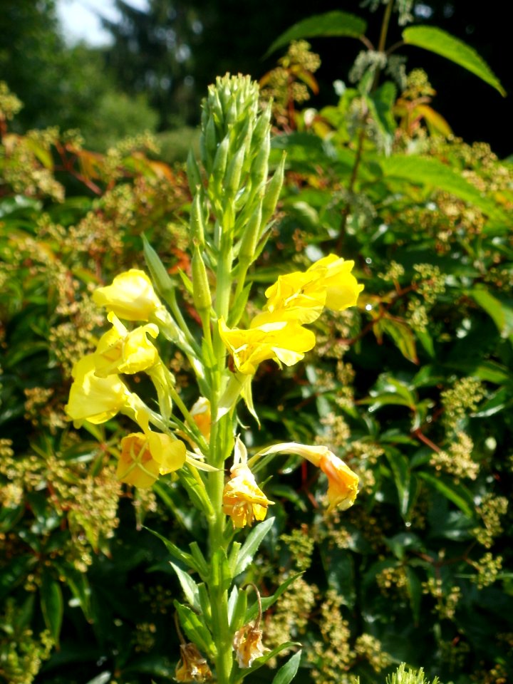 20120629Oenothera_biennis2