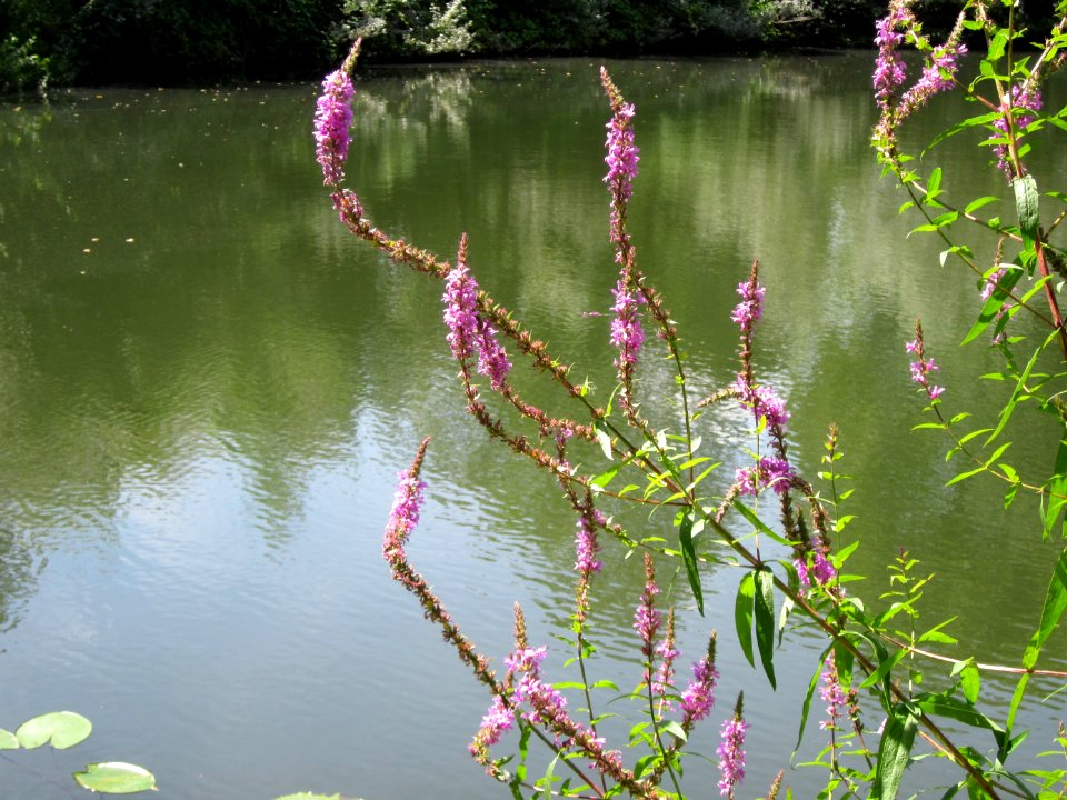 20120803Lythrum_salicaria