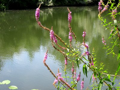 20120803Lythrum_salicaria