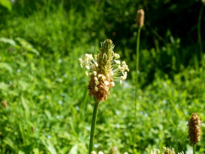 20120629Plantago_lanceolata2