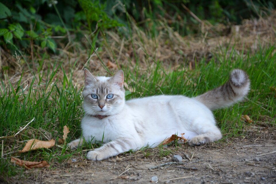 Feline cat lying bask