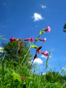 20120803Silene_dioica1