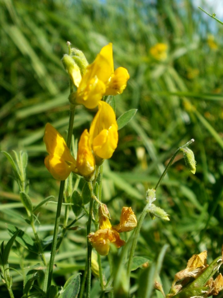20120707Bachwiesen_Hockenheim38
