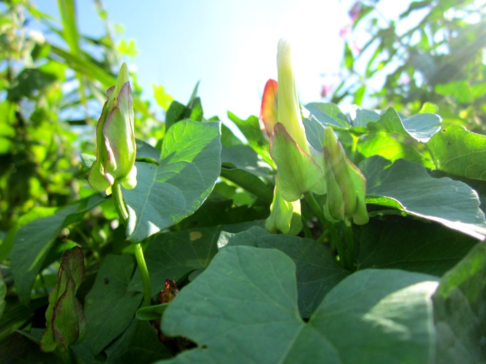 20120813Calystegia_sepium6