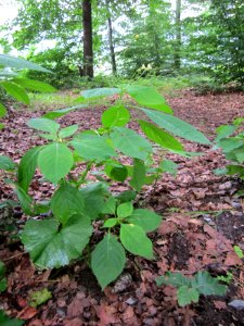 20120715Impatiens_parviflora2