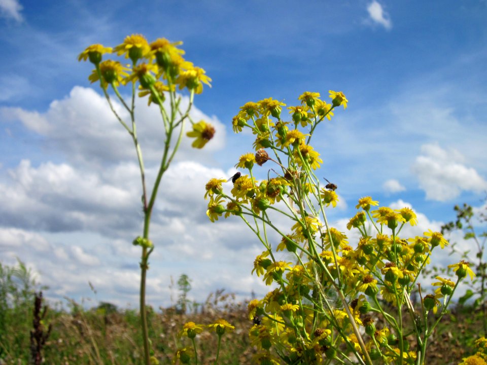 20120731Jacobaea_vulgaris3