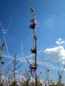 20120813Cichorium_intybus