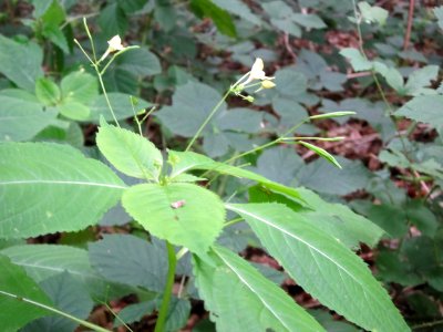 20120715Impatiens_parviflora1