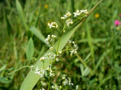 20120707Bachwiesen_Hockenheim40