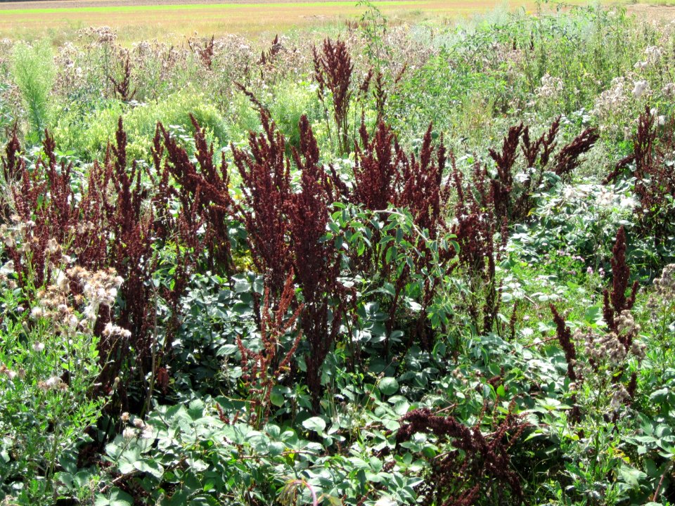 20120731Wiese_Plankstadt08