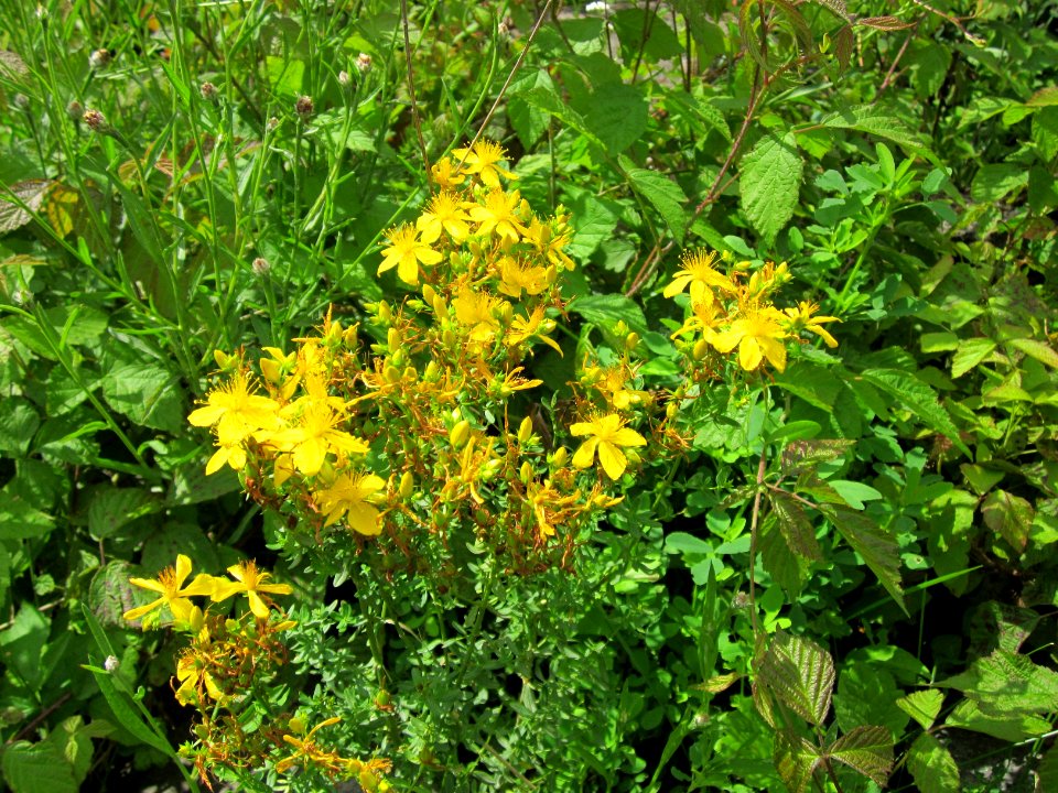 20120714Hypericum_perforatum