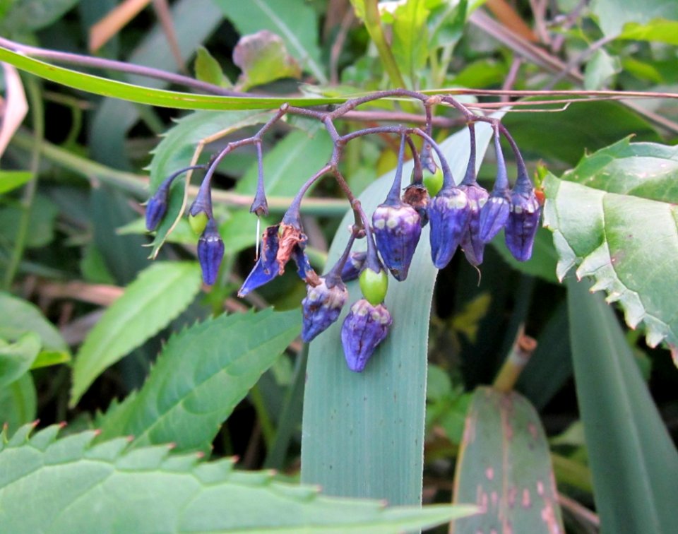 20120812Solanum_dulcamara3