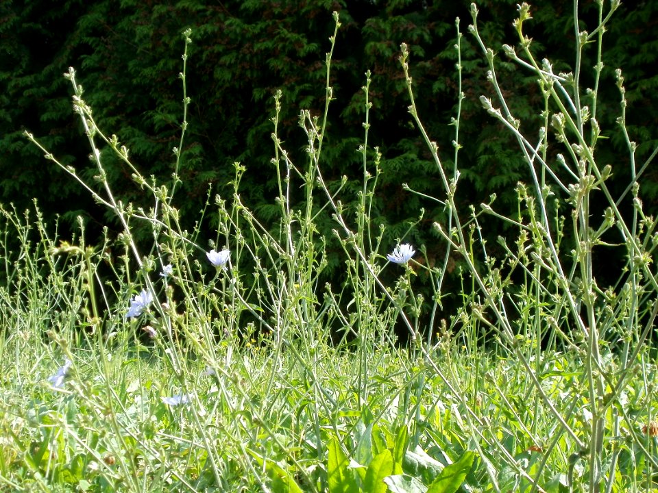 20120706Cichorium_intybus5