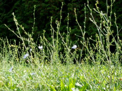 20120706Cichorium_intybus5