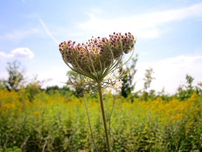 20120813Daucus_carota6
