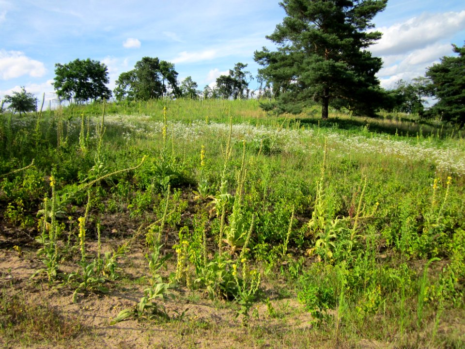 20120731Verbascum_thapsus1
