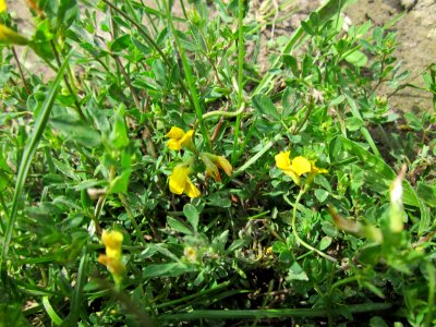 20120714Lotus_corniculatus2
