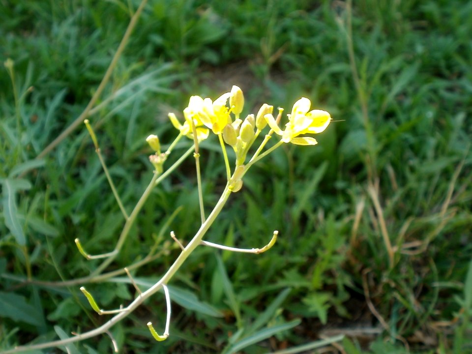 20120706Wilde_Rauke_Hockenheim1