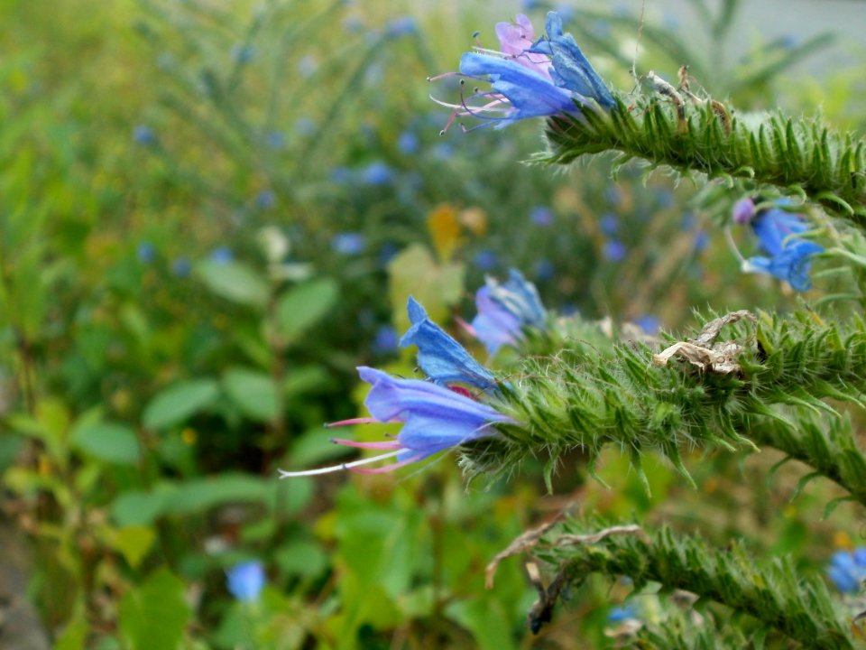 20120705Bruchmuehlbach-Miesau2