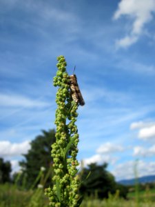 20120731Chenopodium_album1