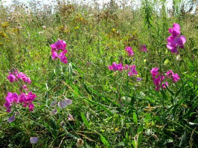 20120731Lathyrus_latifolius6