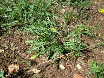 20120714Diplotaxis_tenuifolia3