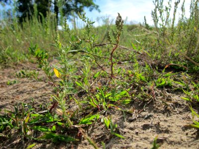 20120731Chenopodium_album5