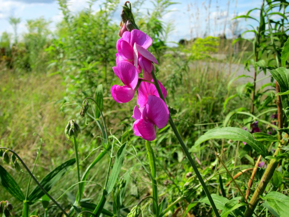 20120731Lathyrus_latifolius7