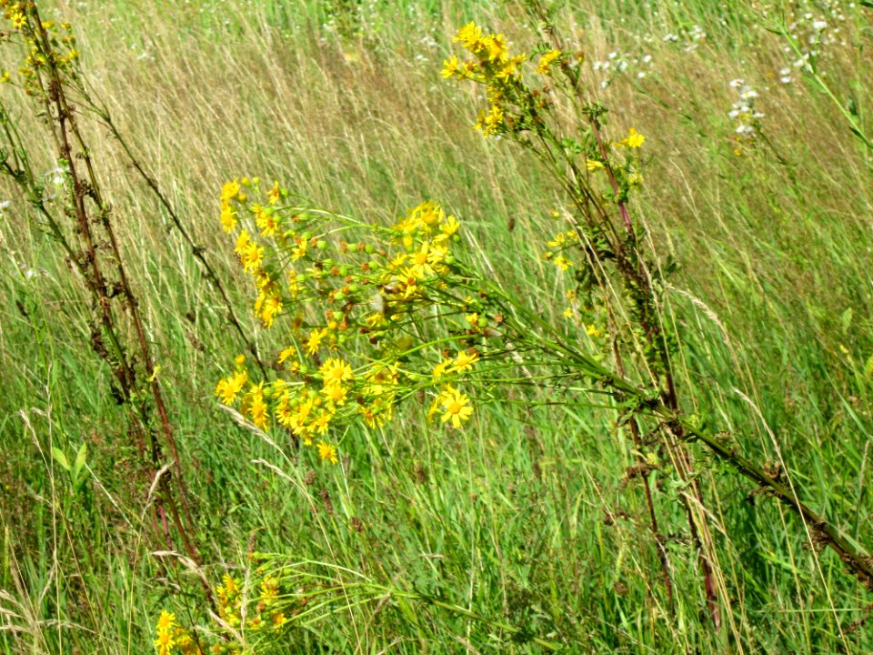 20120715Jacobaea_vulgaris2