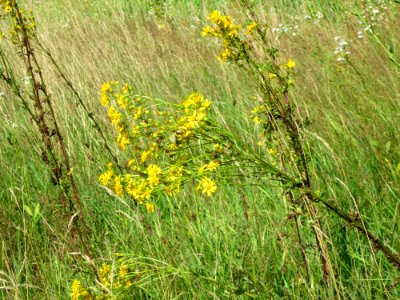 20120715Jacobaea_vulgaris2