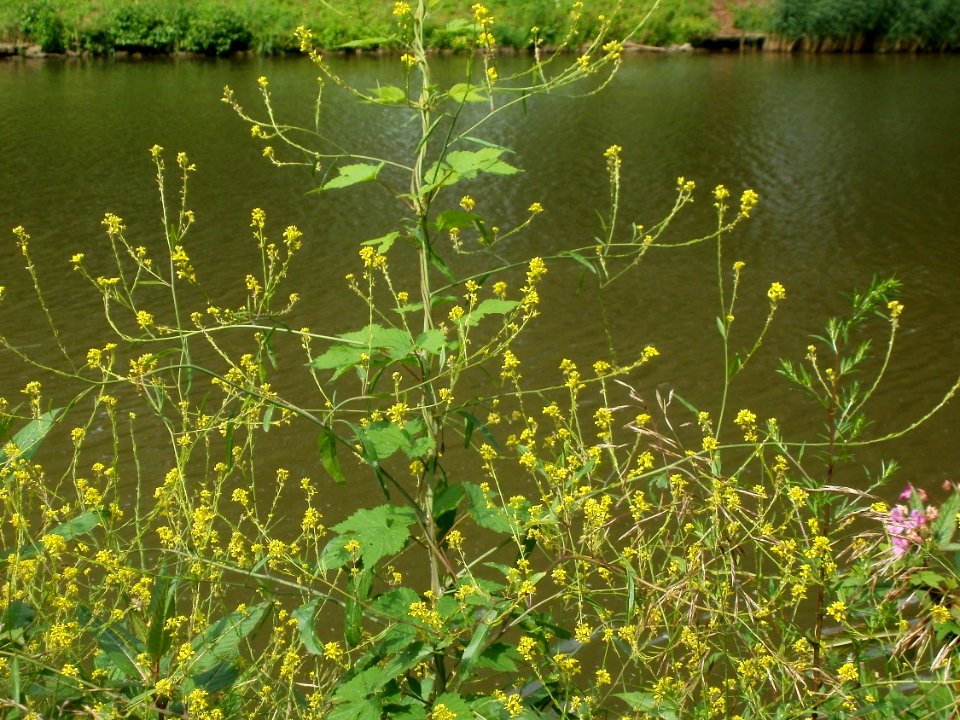 20120704Brassica_nigra2