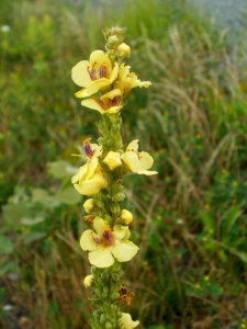 20120705Verbascum_nigrum1