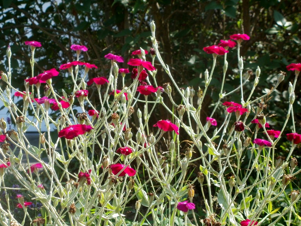20120703Lychnis_coronaria1
