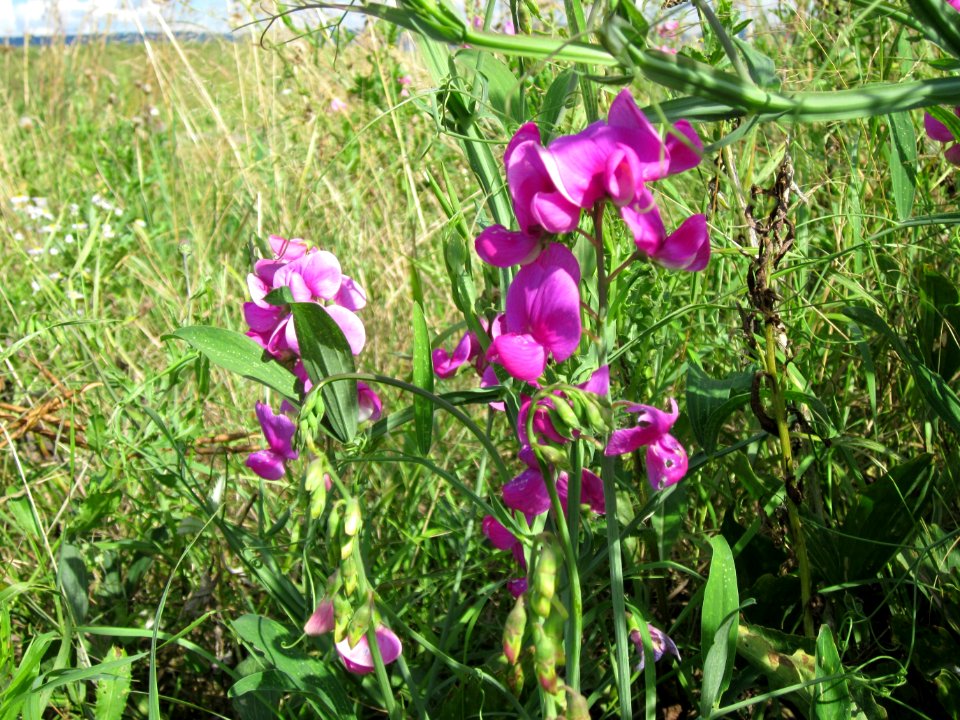 20120731Lathyrus_latifolius8