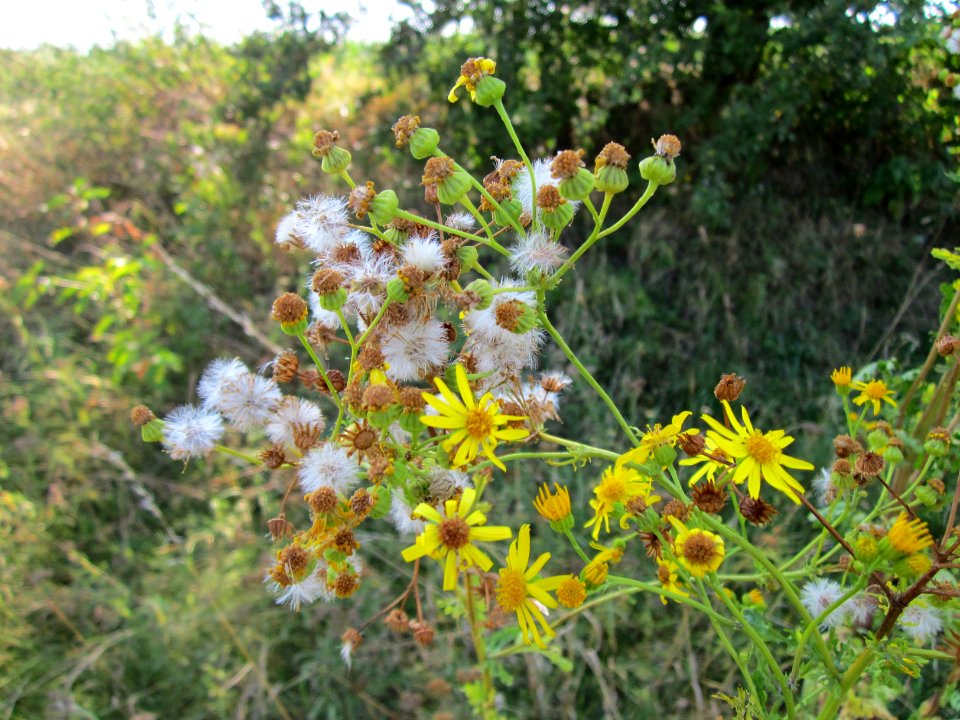 20120726Jacobaea_vulgaris2
