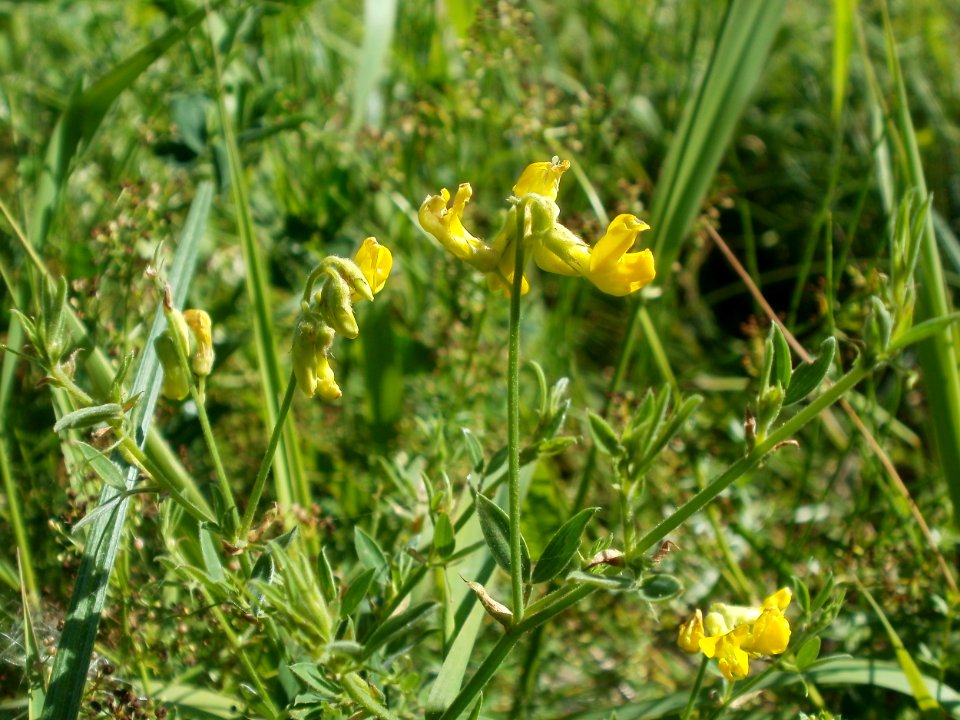20120707Bachwiesen_Hockenheim35