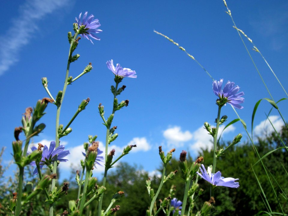 20120813Wegwarte_Hockenheim1