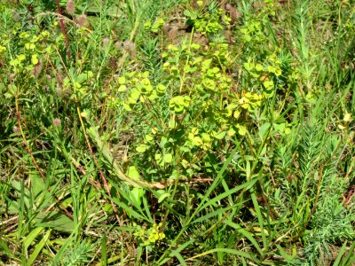 20120715Euphorbia_cyparissias1