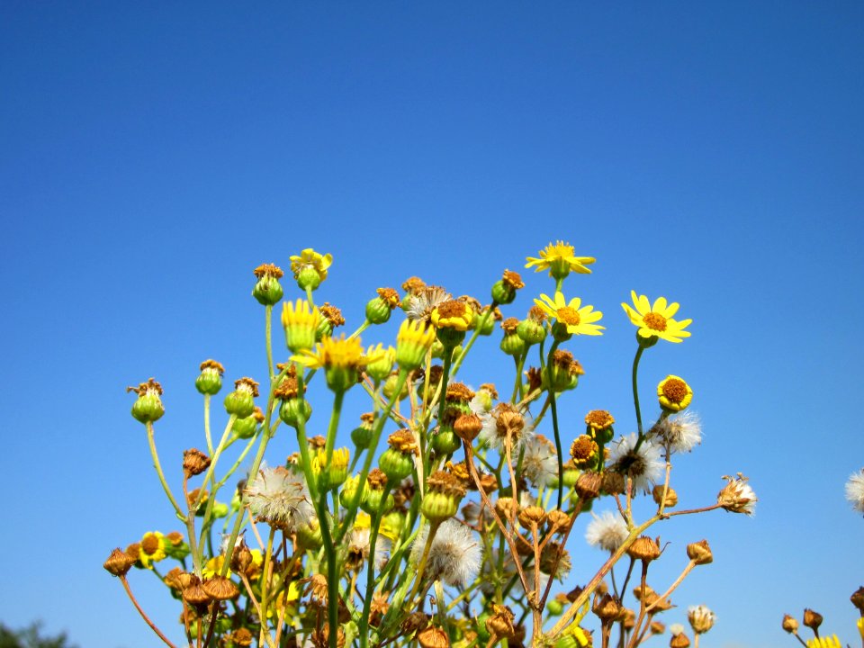 20120726Jacobaea_vulgaris10