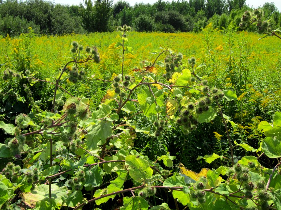 20120813Arctium_lappa5