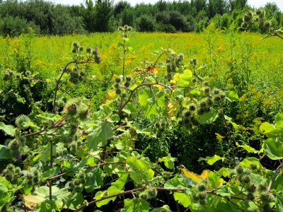 20120813Arctium_lappa5