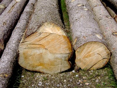 Forest bark tree bark
