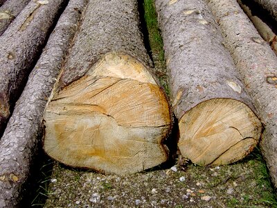 Forest bark tree bark photo