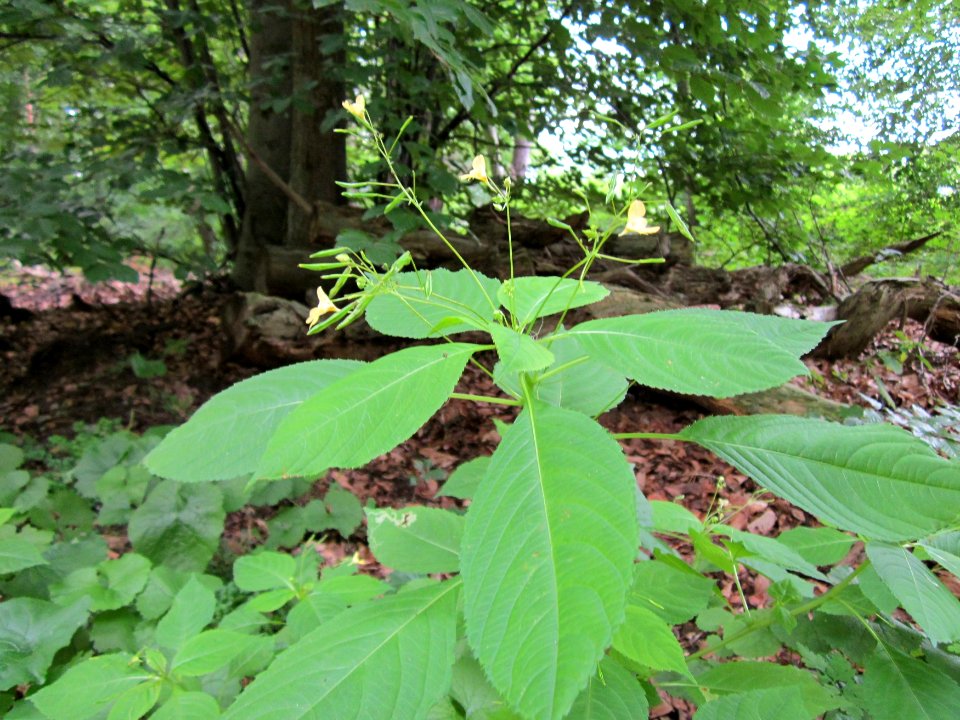 20120715Impatiens_parviflora3