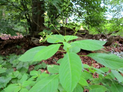 20120715Impatiens_parviflora3