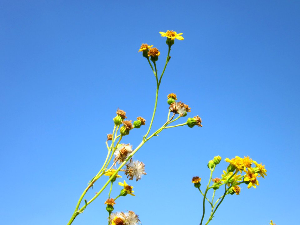 20120726Jacobaea_vulgaris7