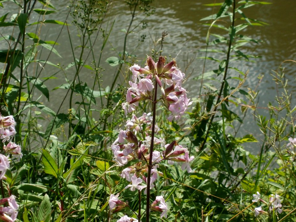 20120703Saponaria_officinalis3