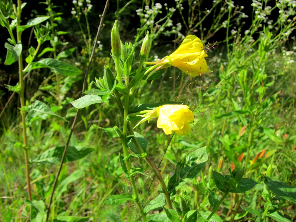 20120715Oenothera_biennis